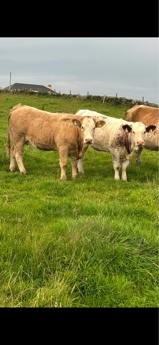 2 Super Weinling Heifers - Image 1