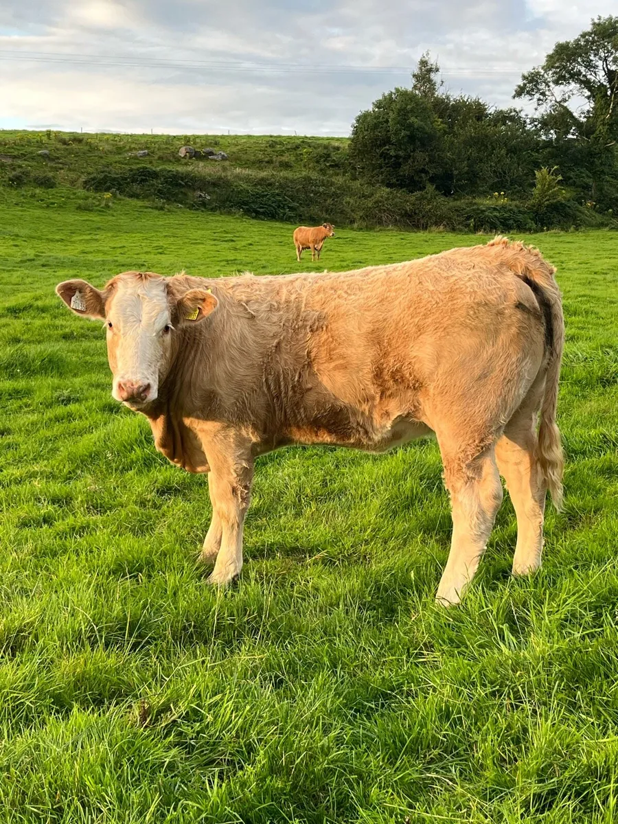 2 Super Weinling Heifers - Image 2