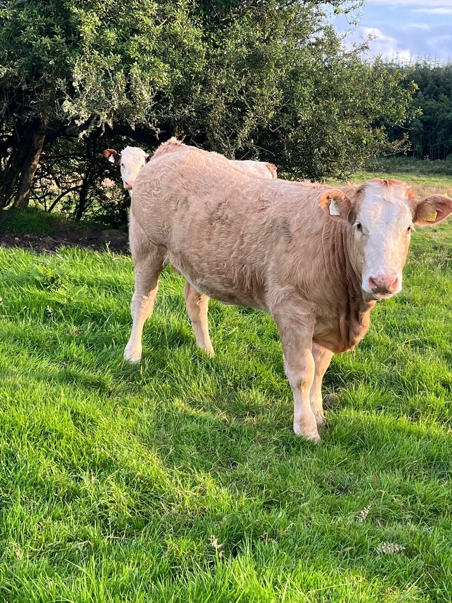 2 Super Weinling Heifers - Image 3