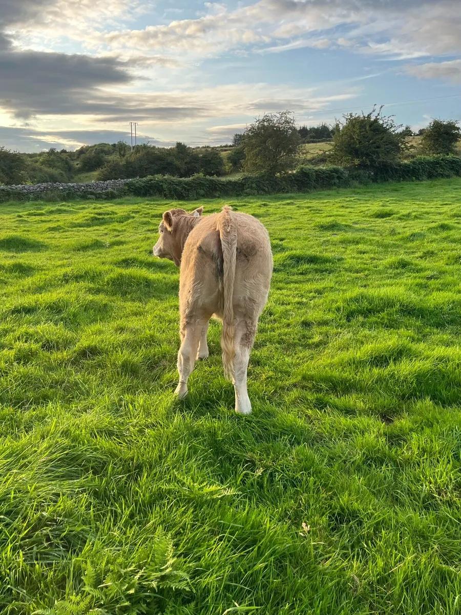 2 Super Weinling Heifers - Image 4