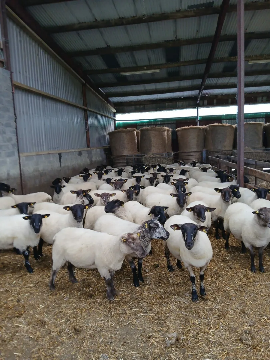 Suffolk cross hoggets for sale