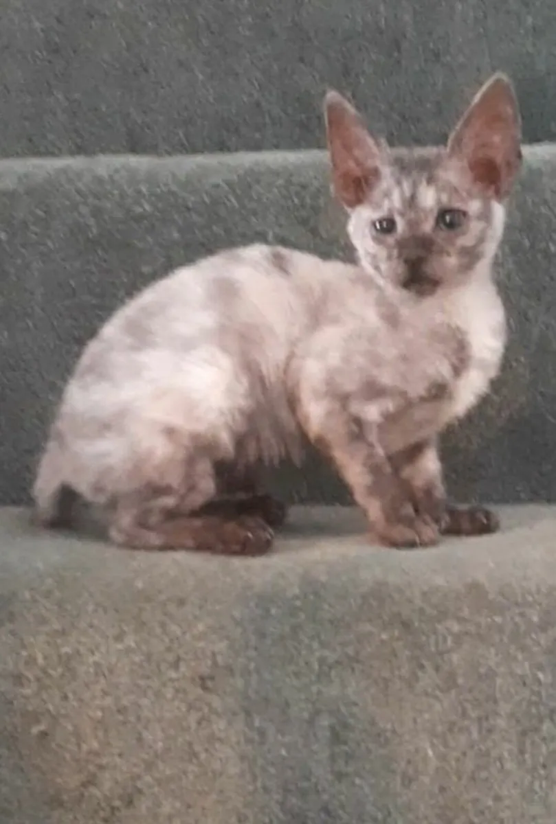 Cat - Image 2