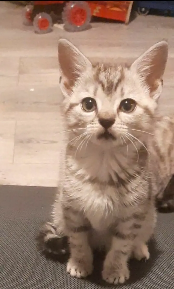 Cat - Image 1