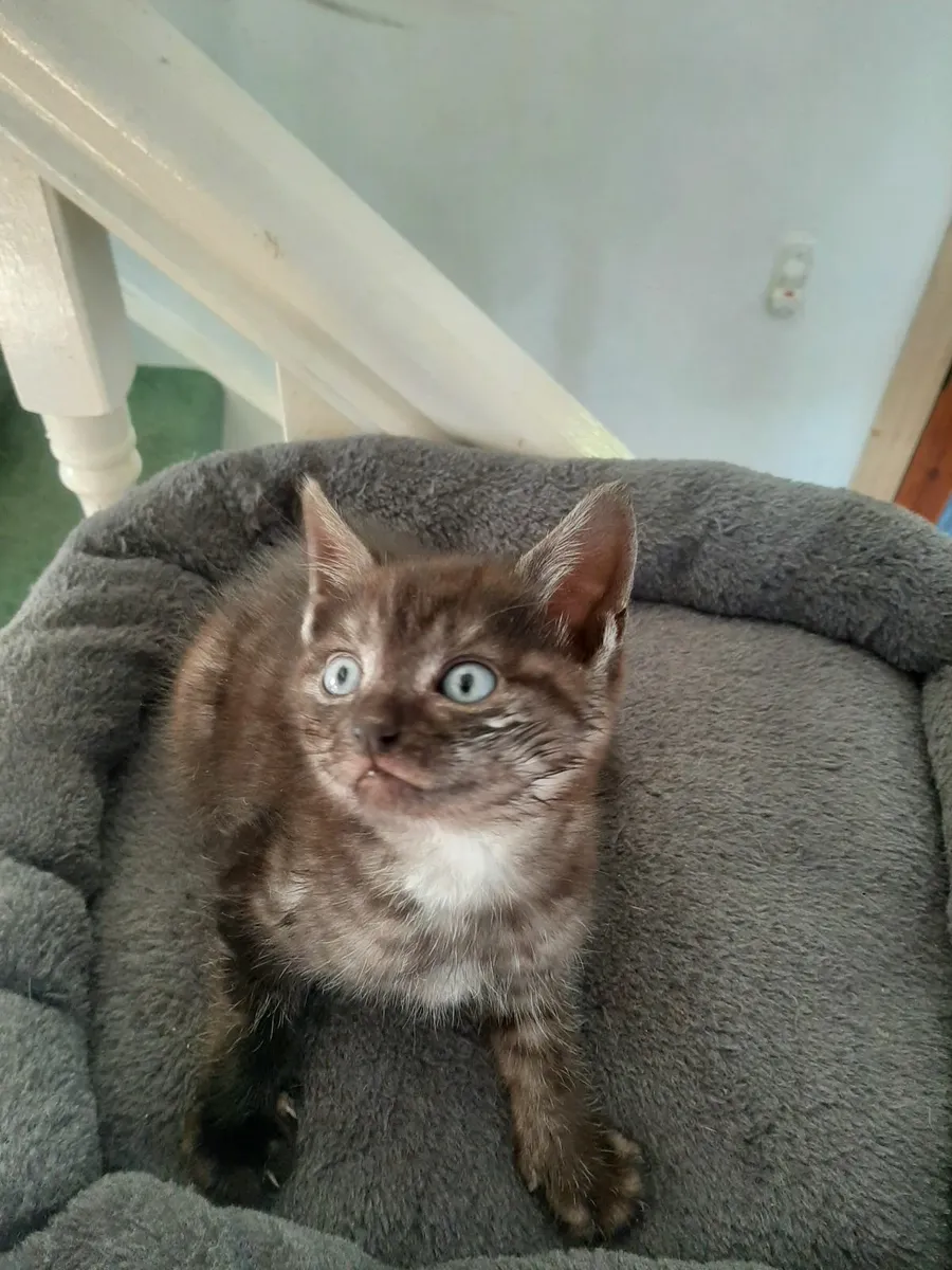 Cat - Image 3