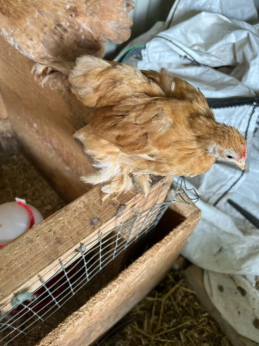 pekins and purebred brahmas - Image 1