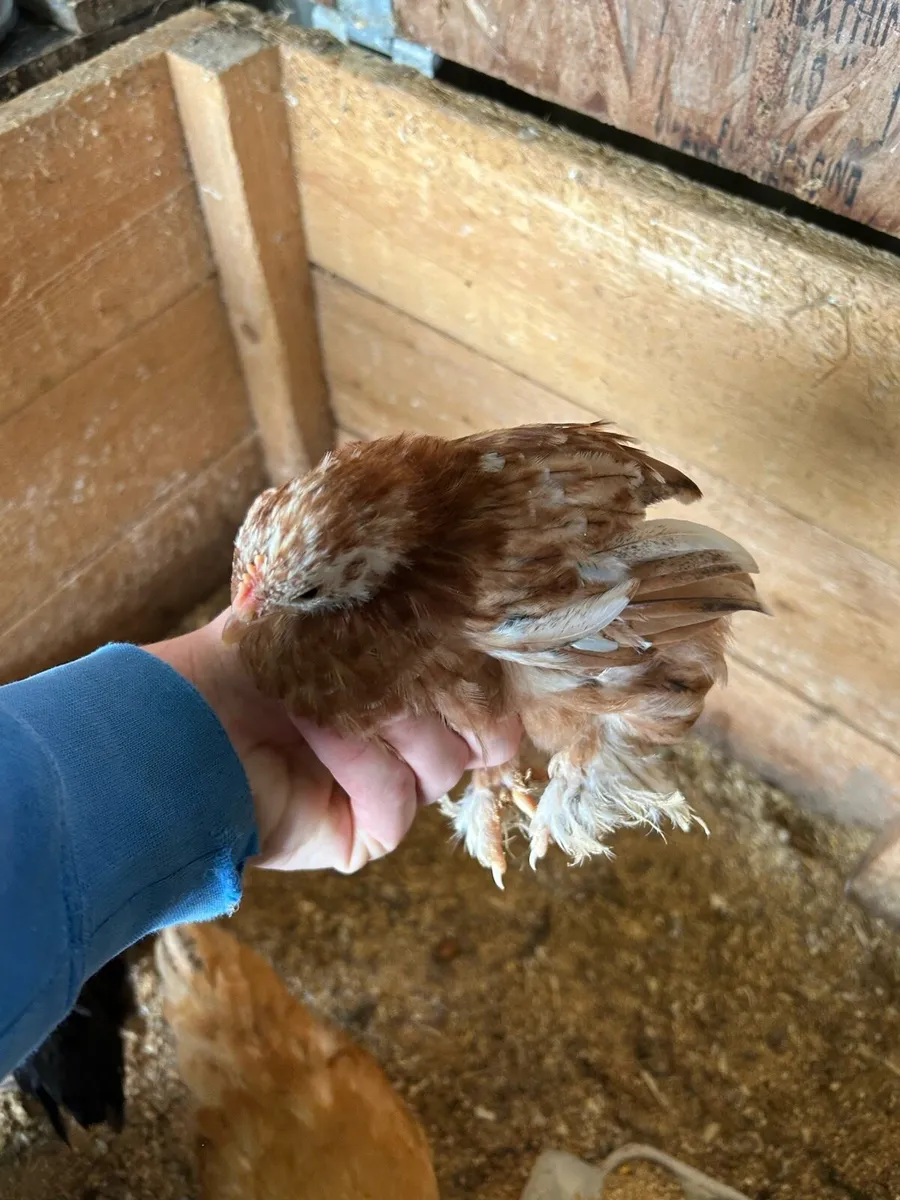 pekins and purebred brahmas - Image 3