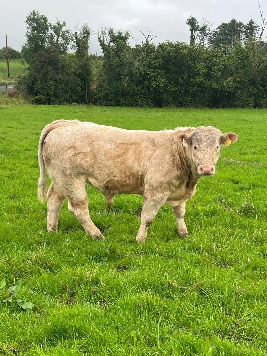 Super chx weinling bull - Image 1