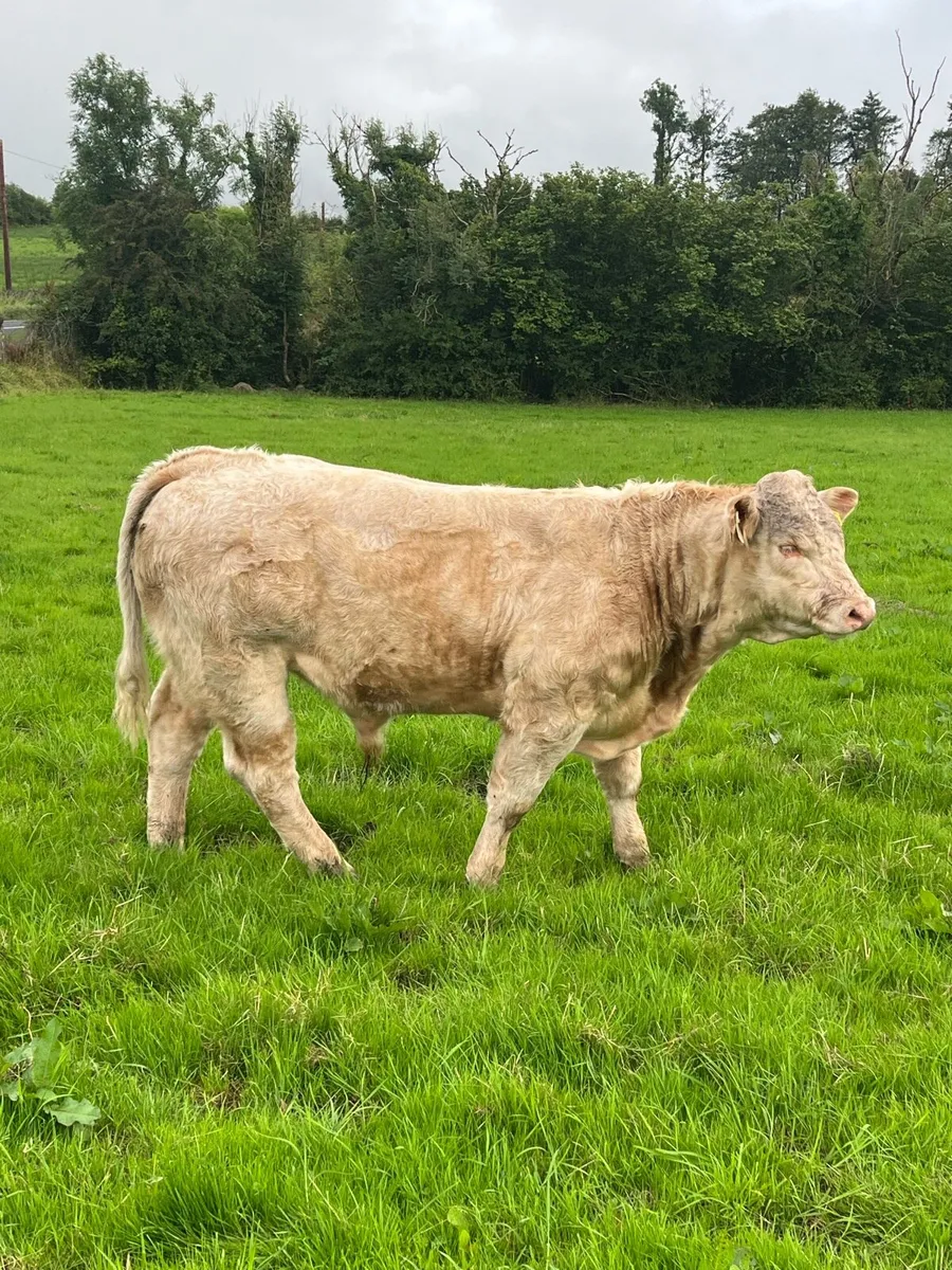 Super chx weinling bull - Image 2