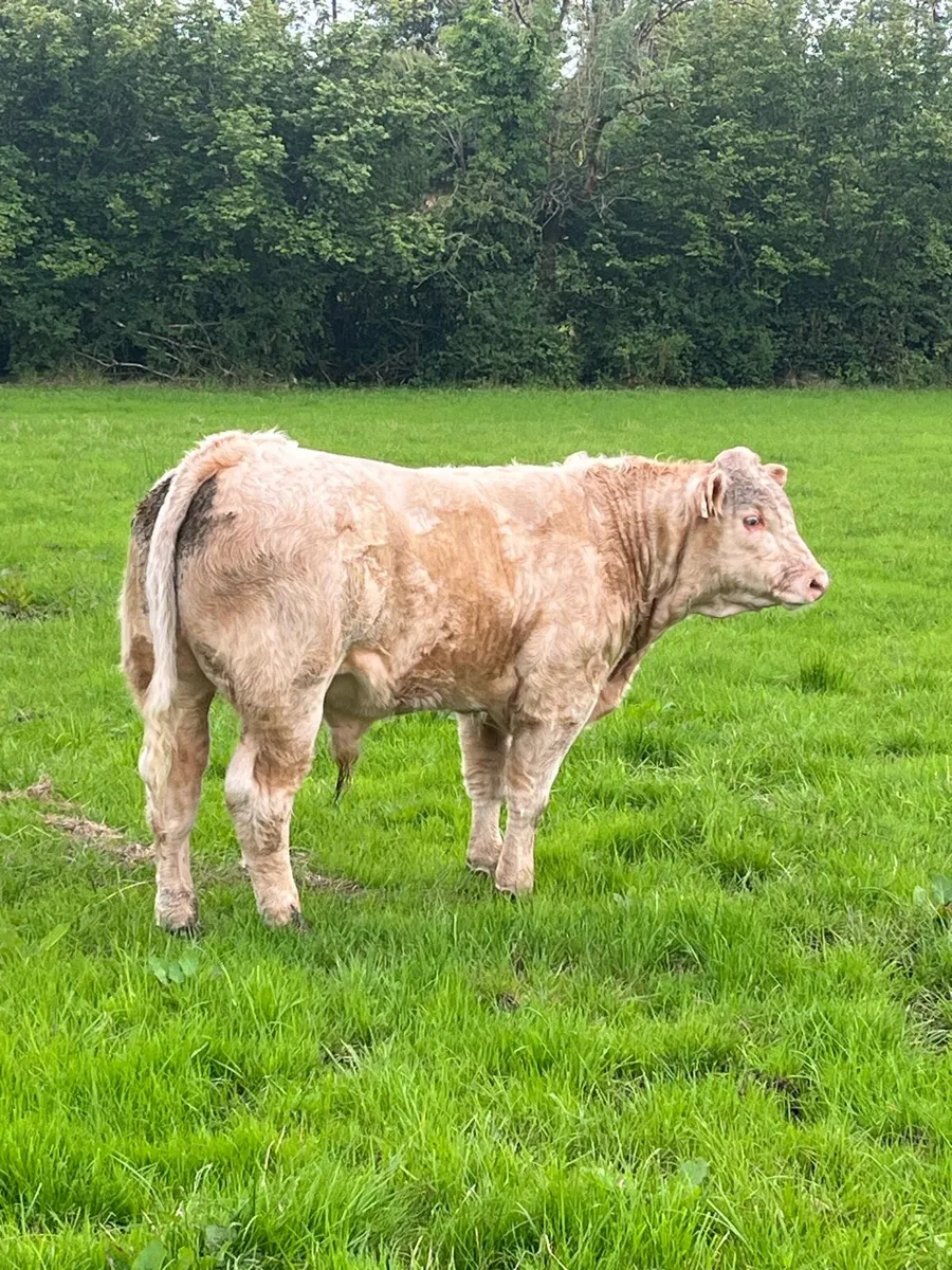 Super chx weinling bull - Image 3
