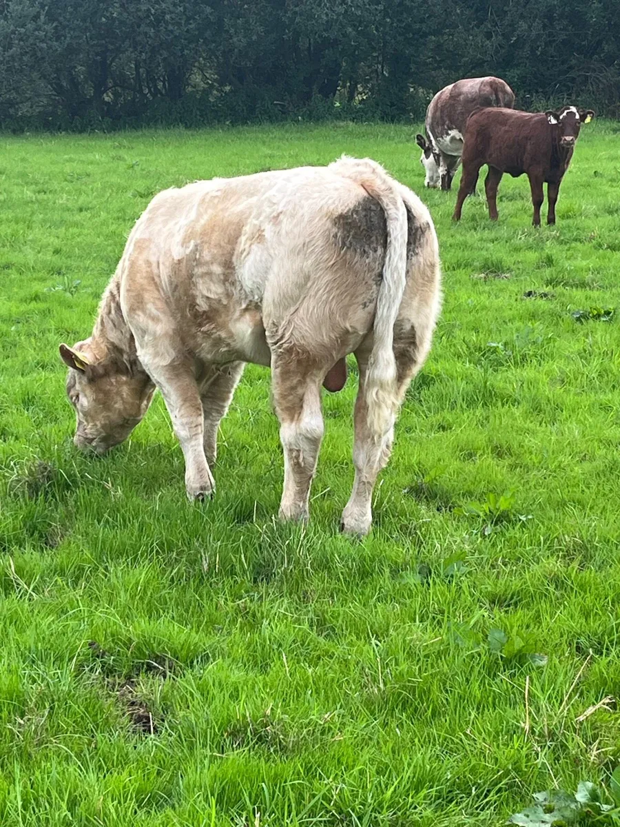 Super chx weinling bull - Image 4
