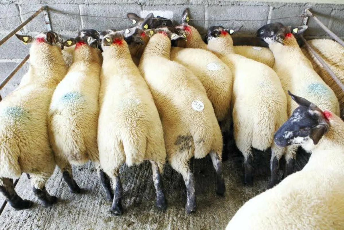 Borris Ewe Breeders Show and Sale - Image 2