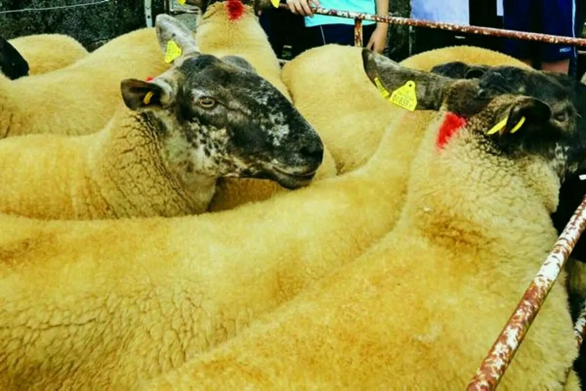 Borris Ewe Breeders Show and Sale - Image 1