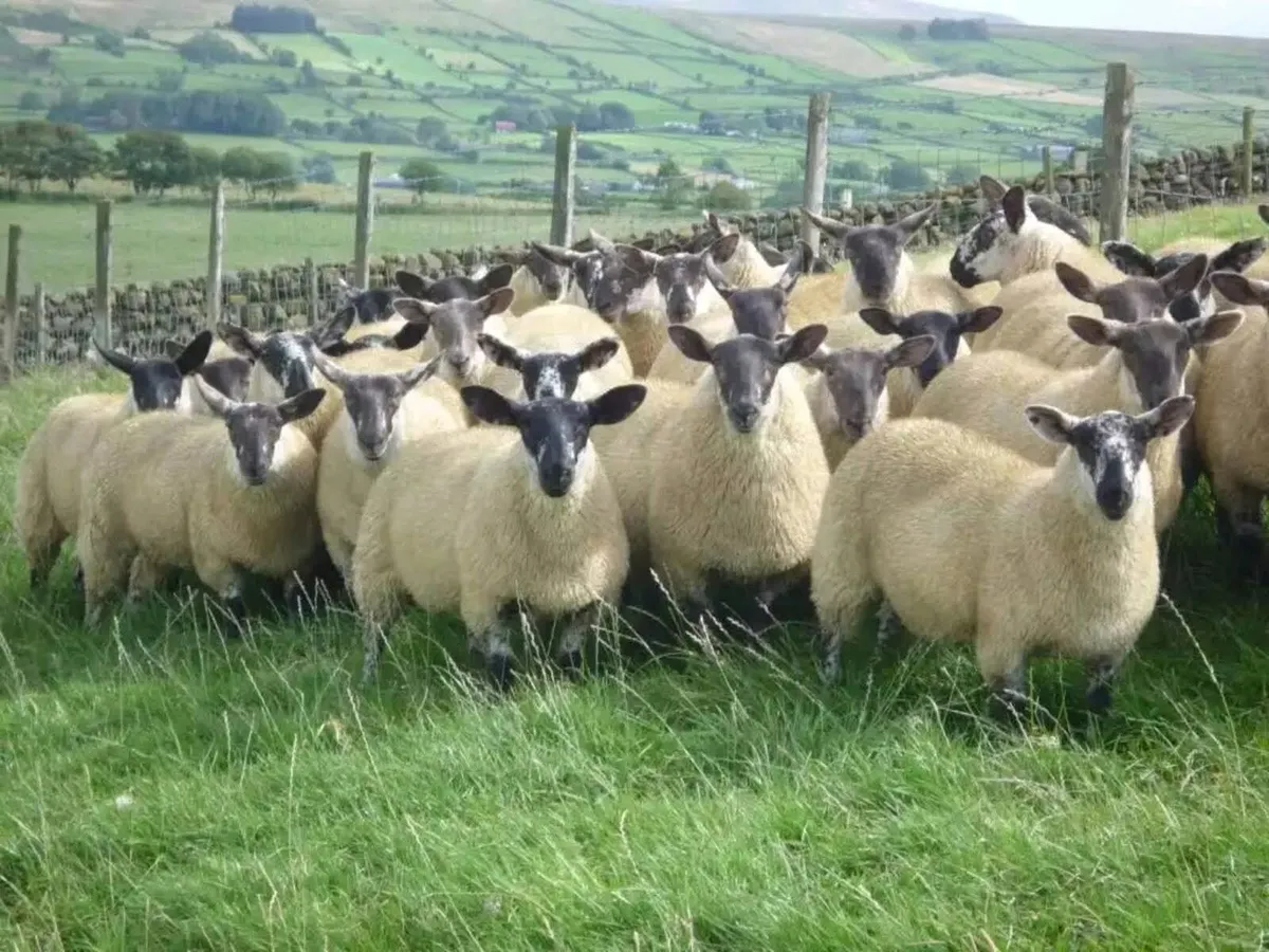 Borris Ewe Breeders Show and Sale - Image 3