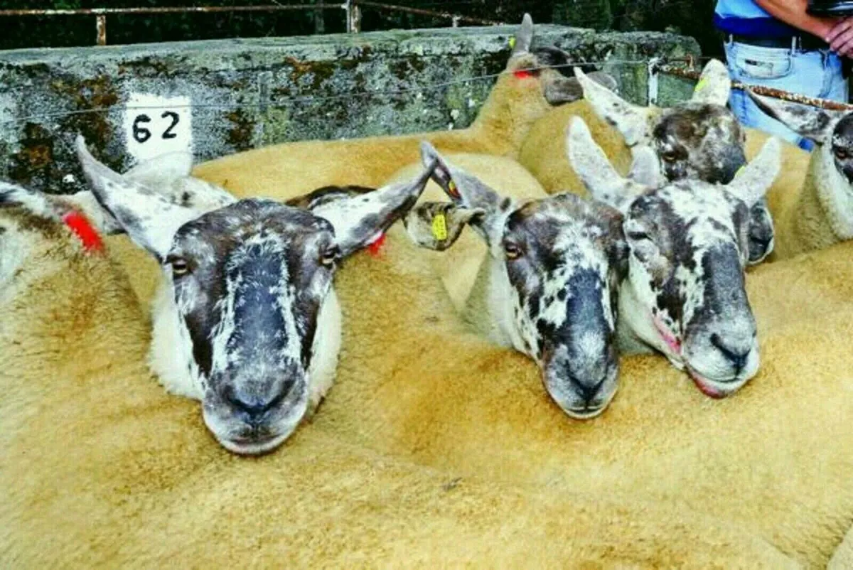 Borris Ewe Breeders Show and Sale - Image 4