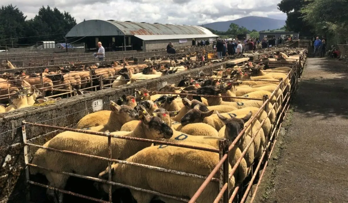 Borris Ewe Breeders Show and Sale - Image 4