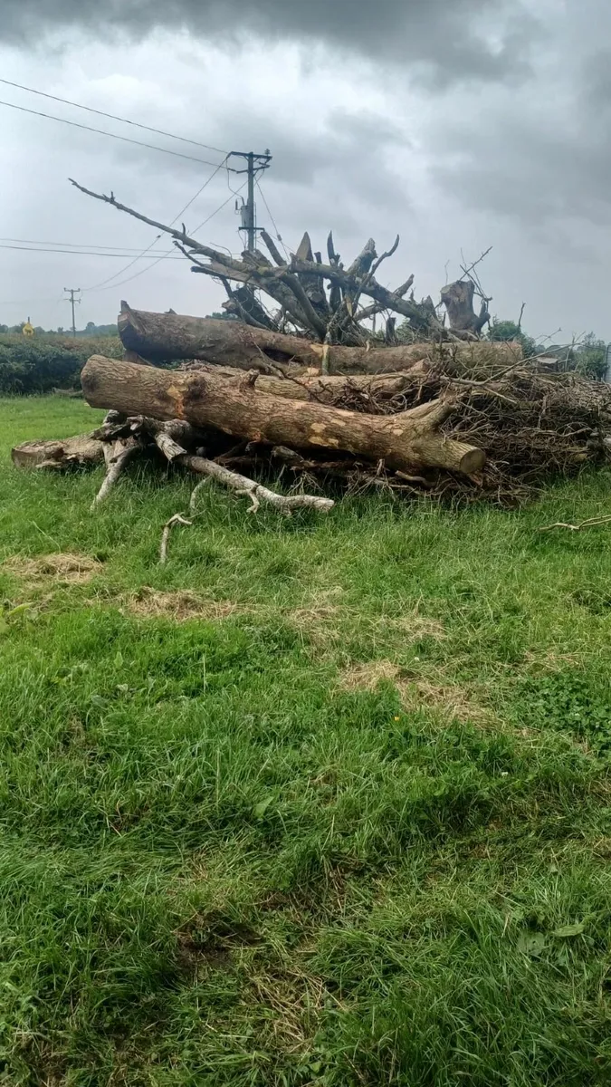 timber - Image 2