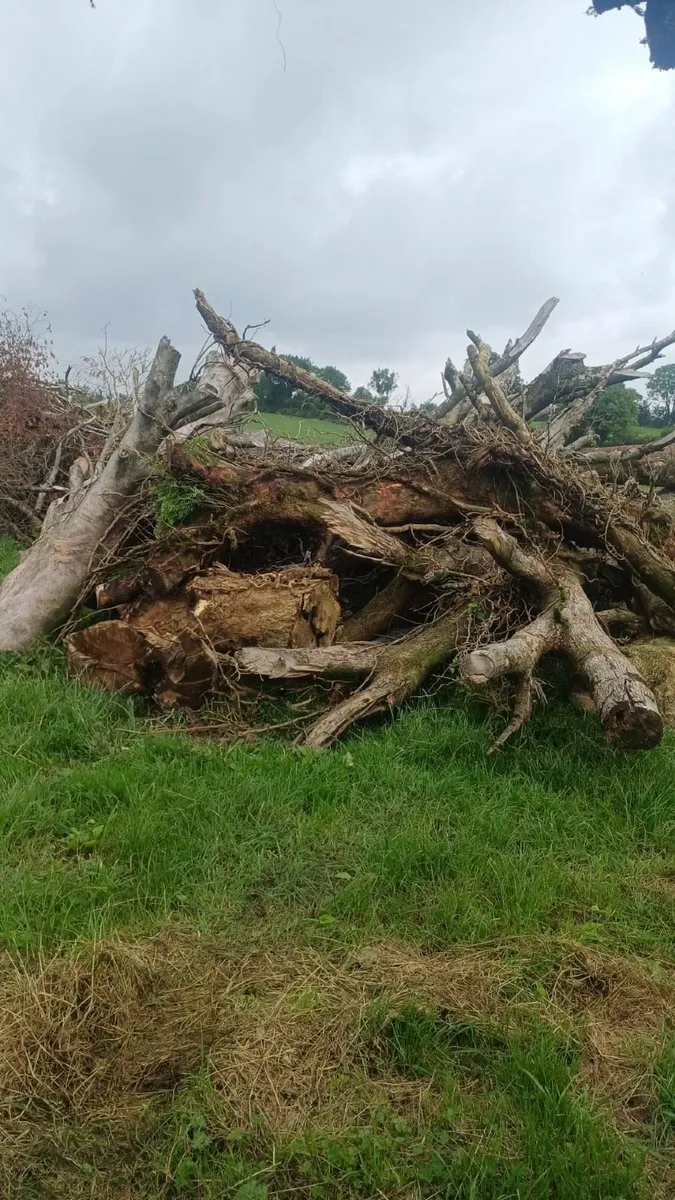 timber - Image 3