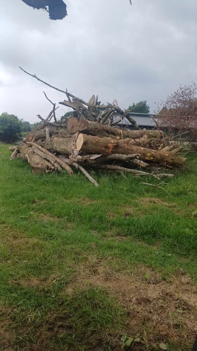 timber - Image 4
