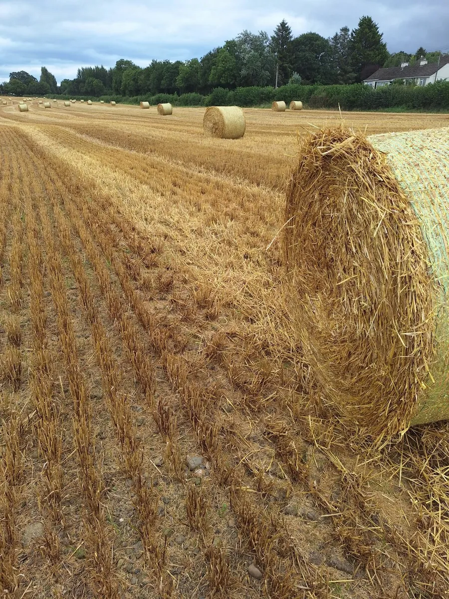 Barely straw - Image 2