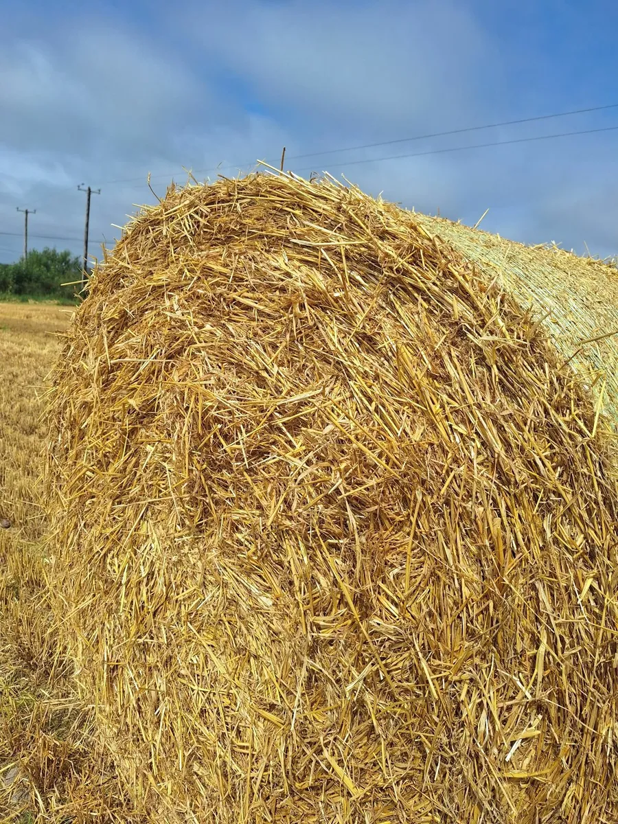 Barely straw - Image 1