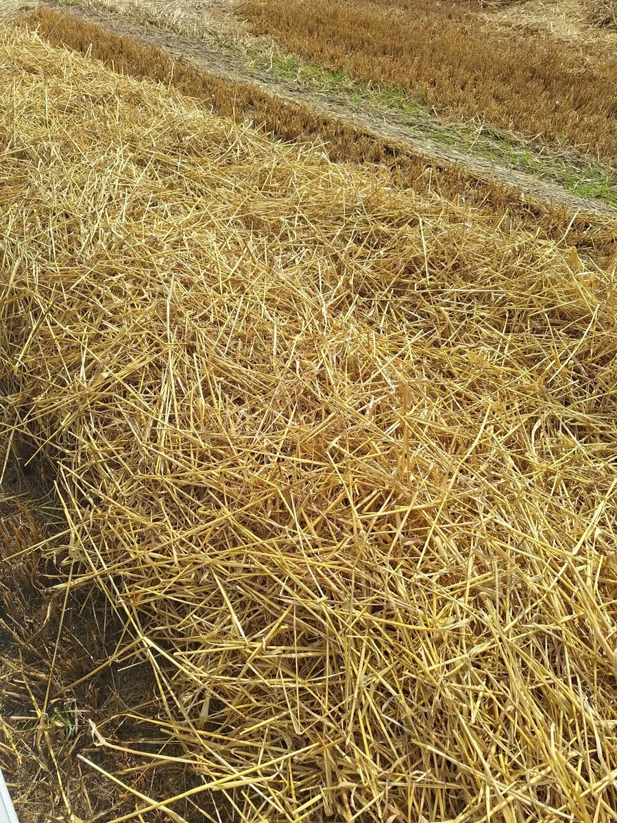 Barely straw - Image 3