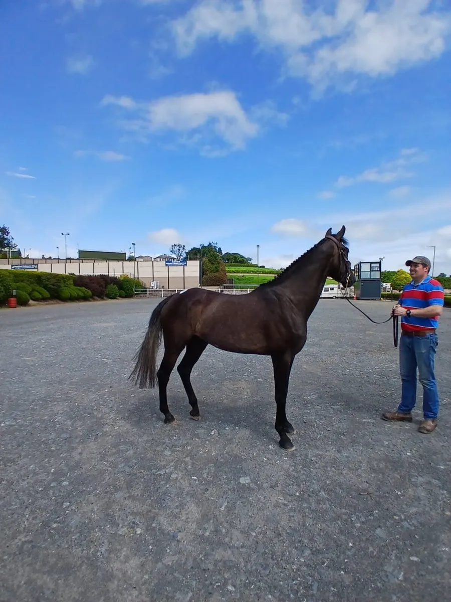 3yrs old Tyson filly - Image 1