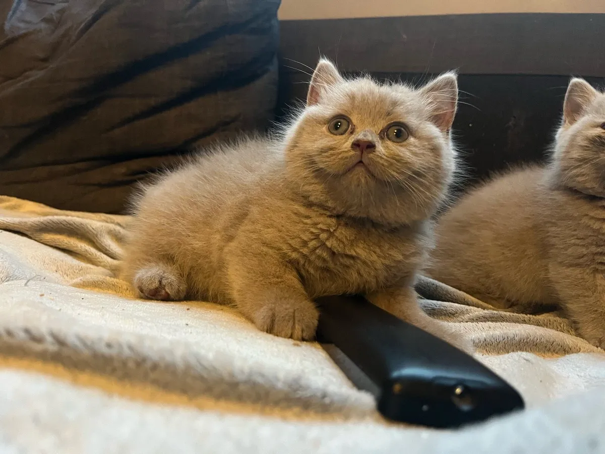 Lilac British shorthair kittens - Image 2