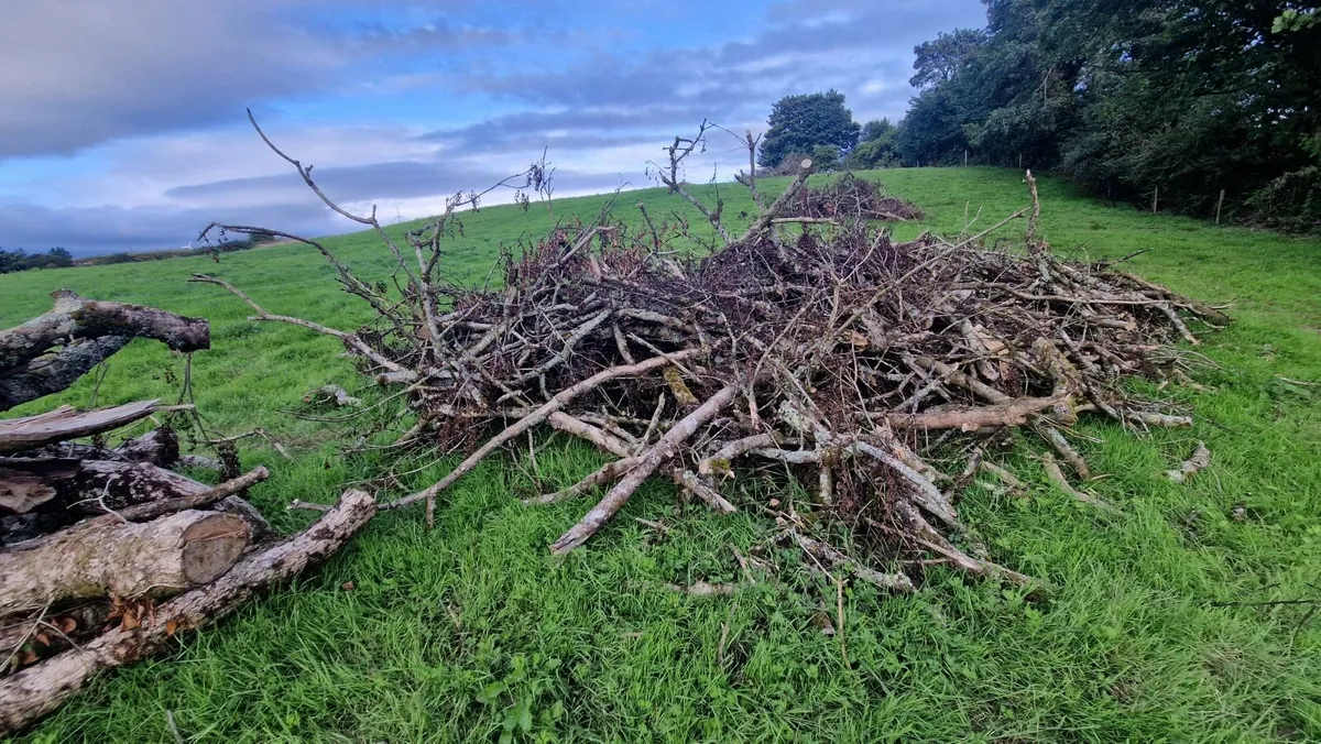 Ash Fire wood - Image 2