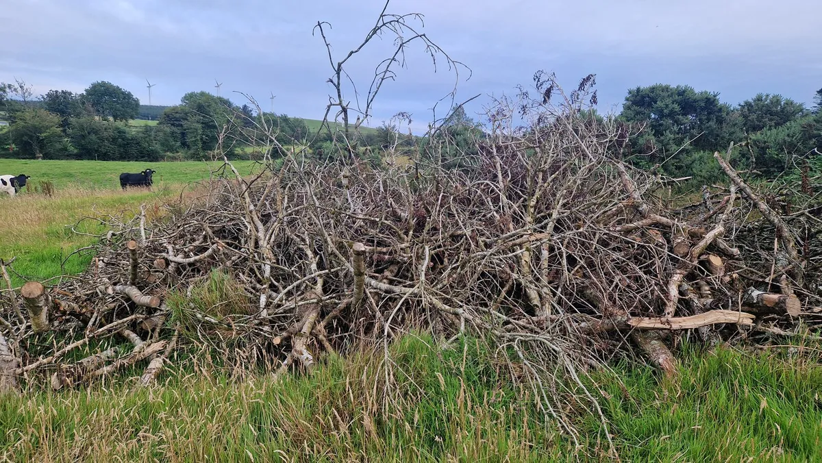 Ash Fire wood - Image 3