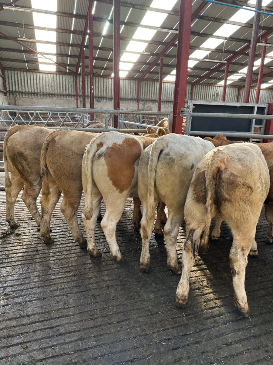 Charolais and lim heifers - Image 1