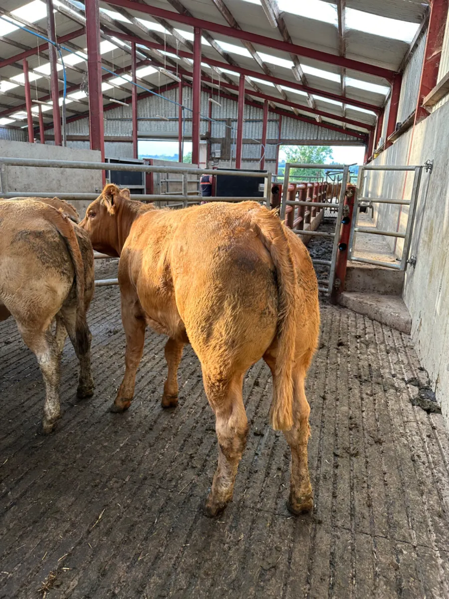 Charolais and lim heifers - Image 2