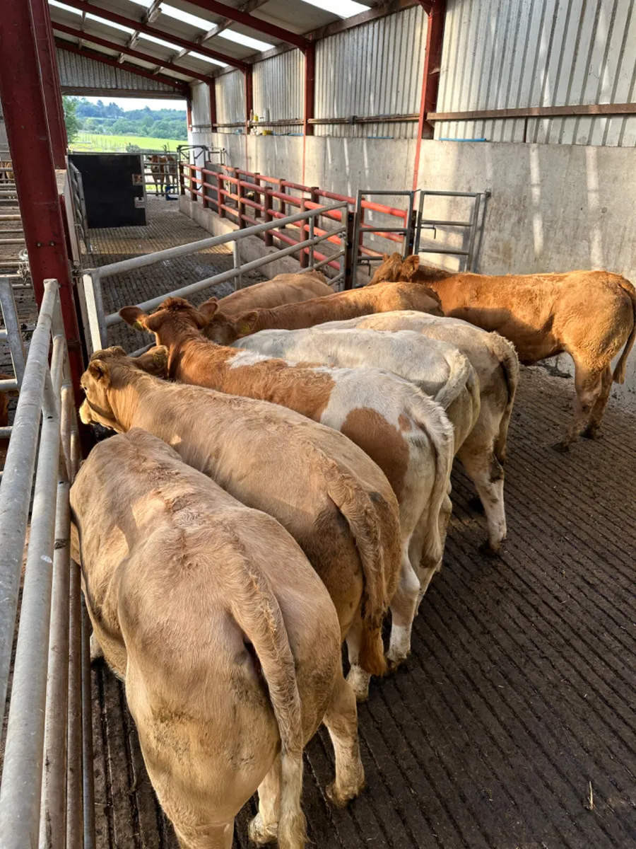 Charolais and lim heifers - Image 3