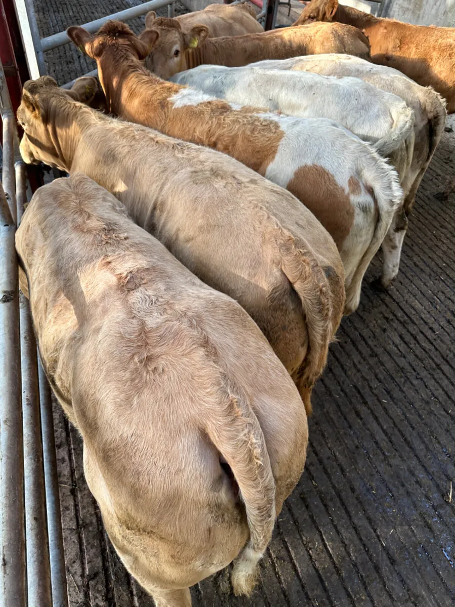 Charolais and lim heifers - Image 4