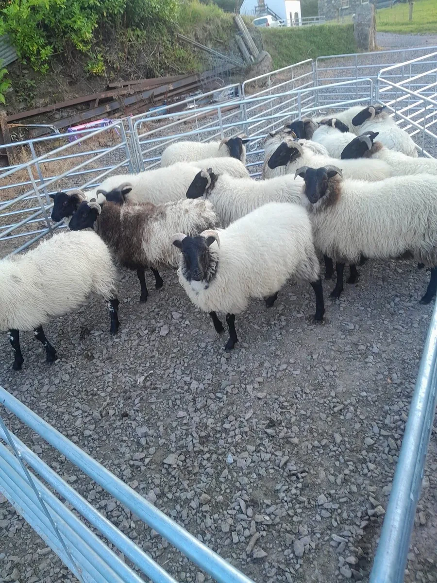 Pure breed mayo ewe lambs - Image 1