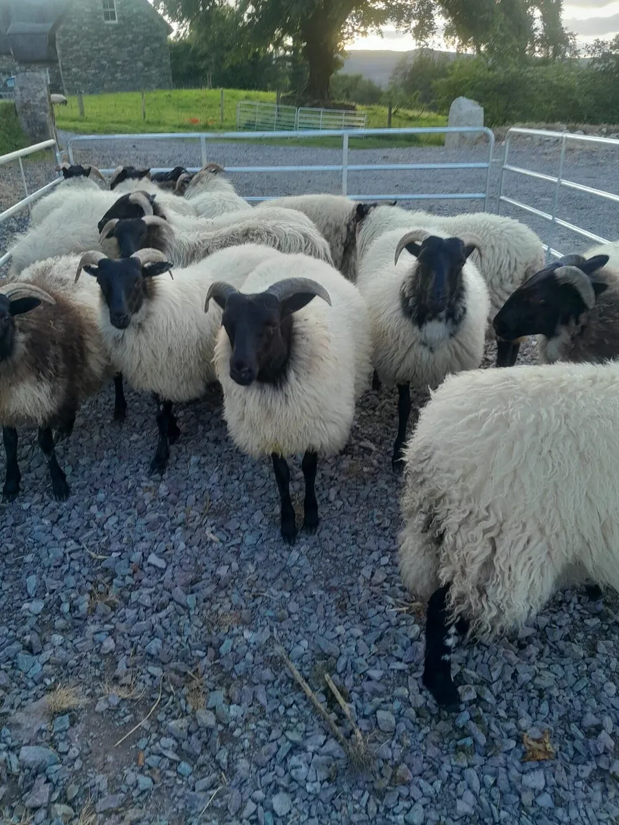 Pure breed mayo ewe lambs - Image 2