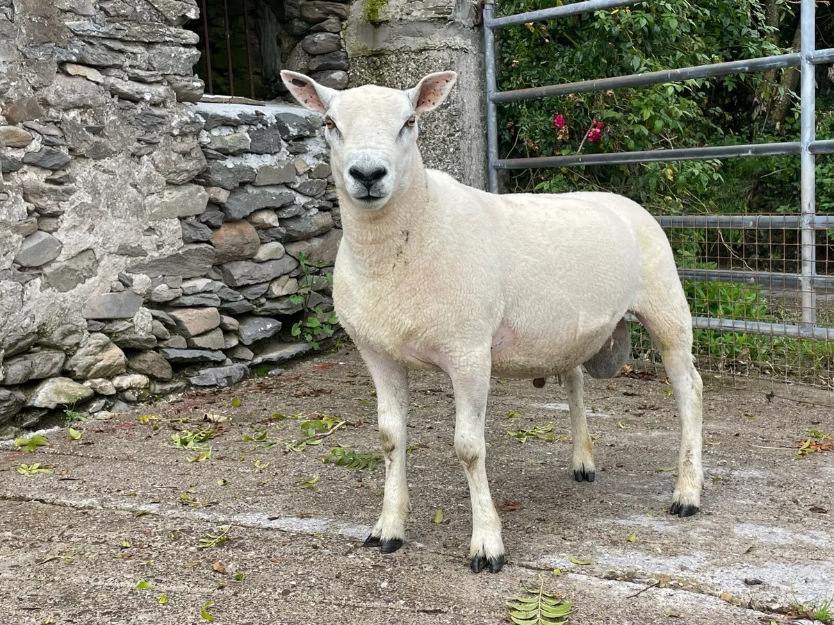 Texel Blue Leicester Hogget Ram - Image 1