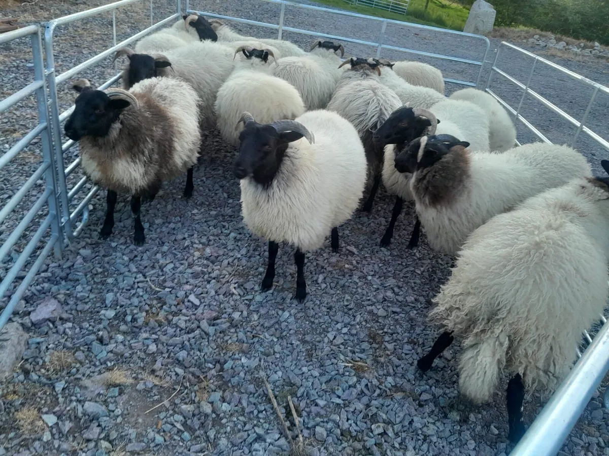 Pure breed mayo ewe lambs - Image 3