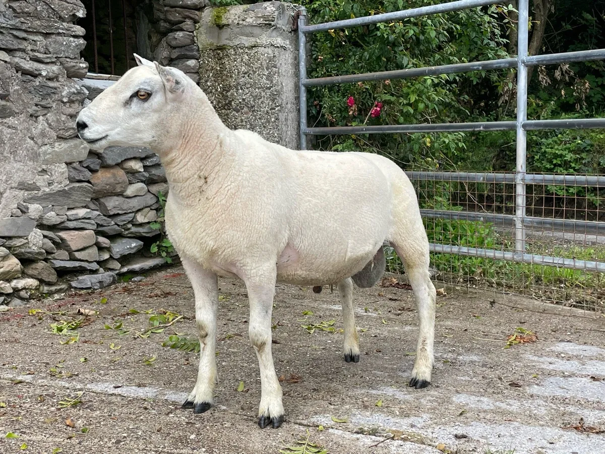 Texel Blue Leicester Hogget Ram - Image 2