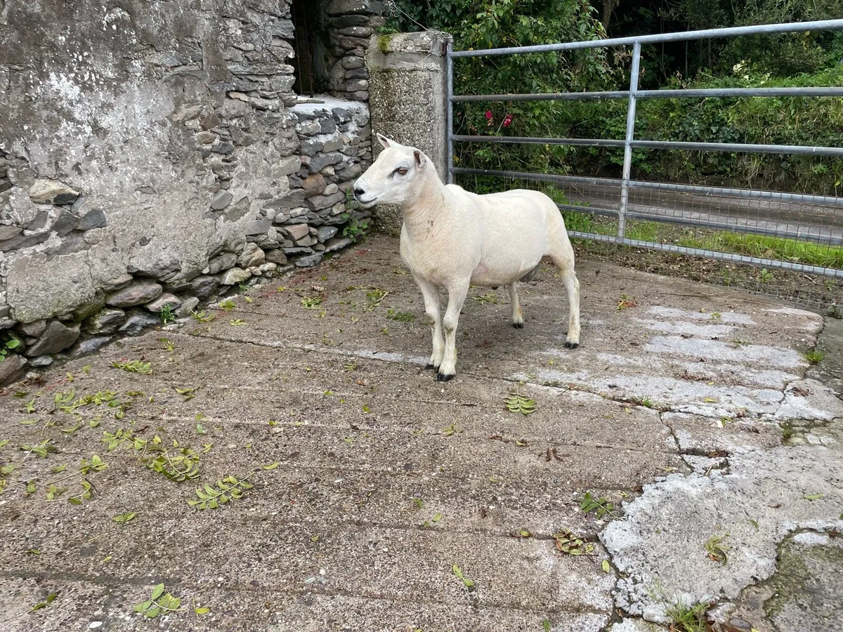 Texel Blue Leicester Hogget Ram - Image 3