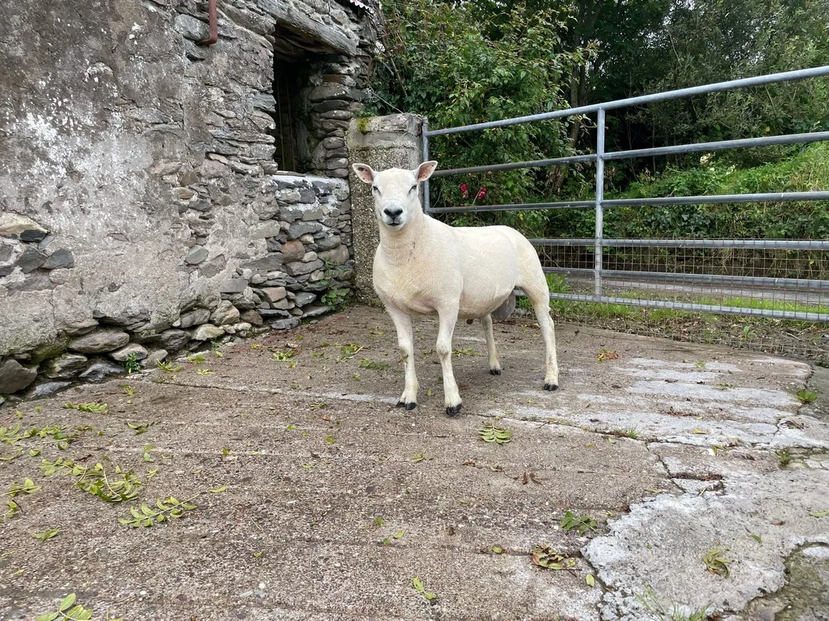 Texel Blue Leicester Hogget Ram - Image 4