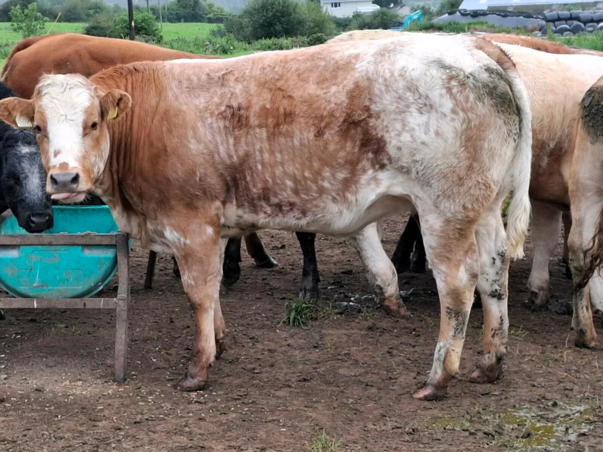 Super Roan Breeding Heifers @Abbeyfeale Mart Sat - Image 1