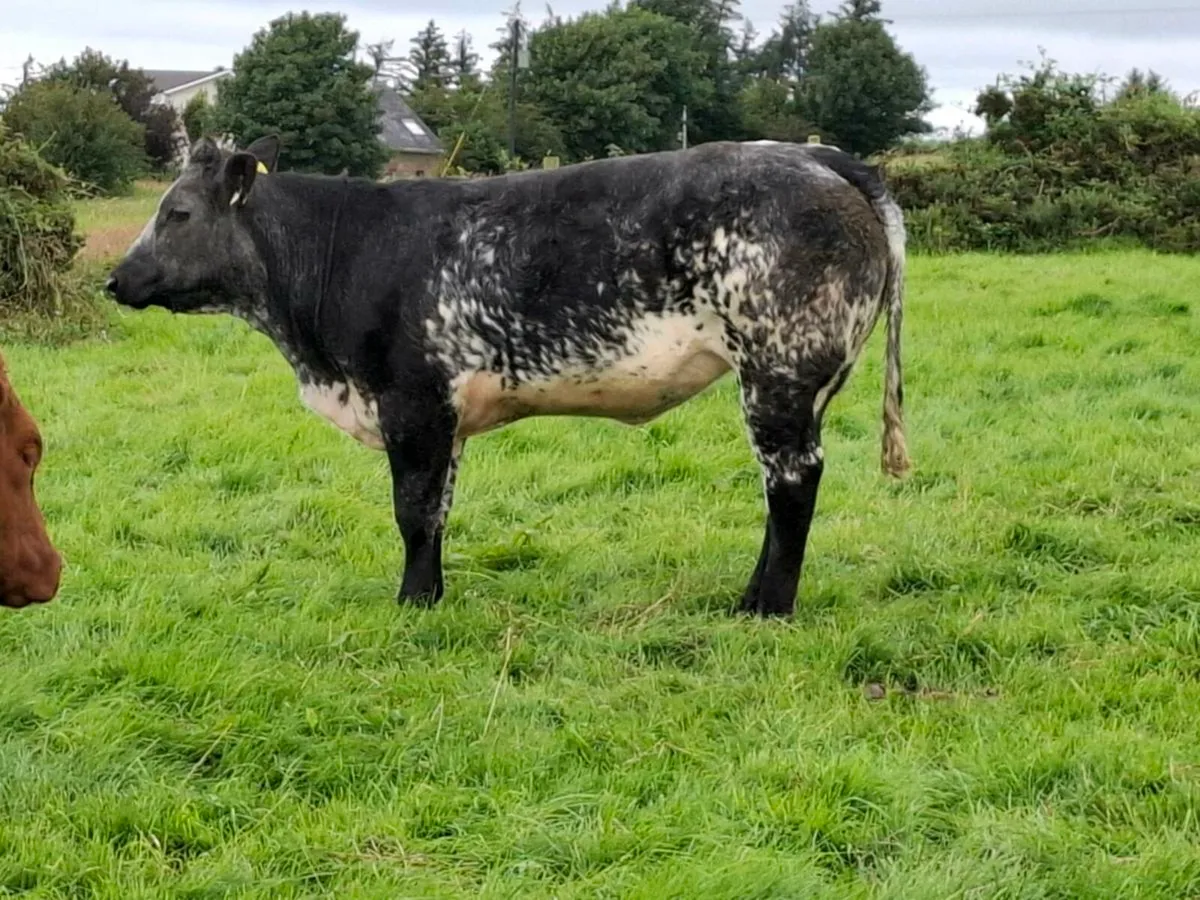 Super Roan Breeding Heifers @Abbeyfeale Mart Sat - Image 2