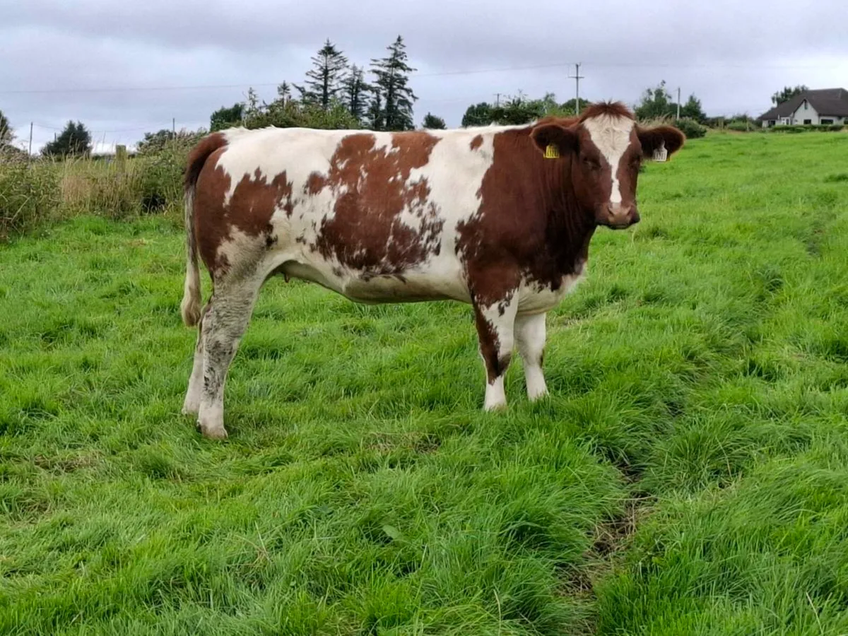 Super Roan Breeding Heifers @Abbeyfeale Mart Sat - Image 3
