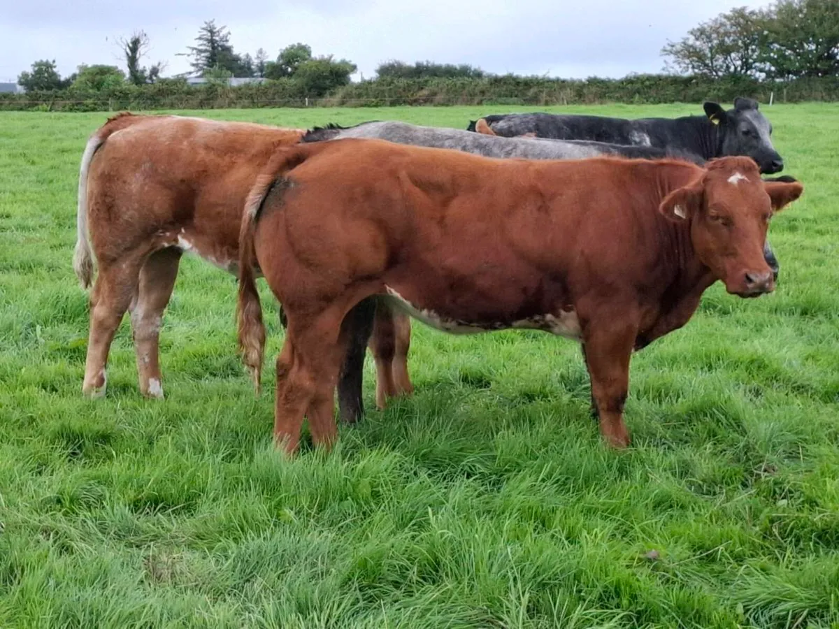 Super Roan Breeding Heifers @Abbeyfeale Mart Sat - Image 4