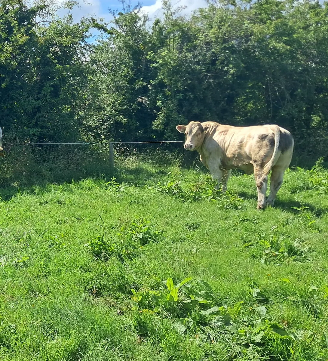 Selection of pedigree Charolais bulls for sale - Image 1