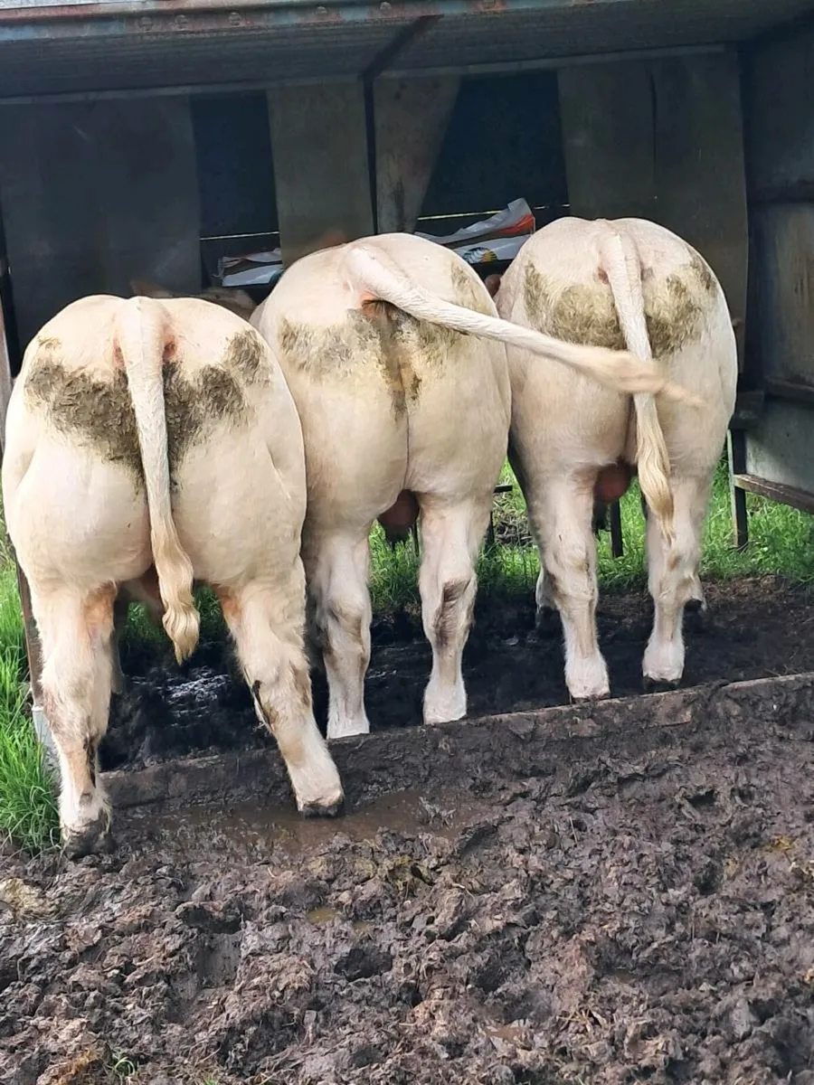 Selection of pedigree Charolais bulls for sale - Image 2