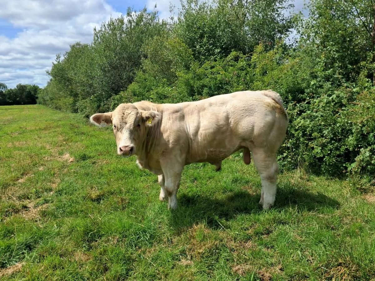Selection of pedigree Charolais bulls for sale - Image 3