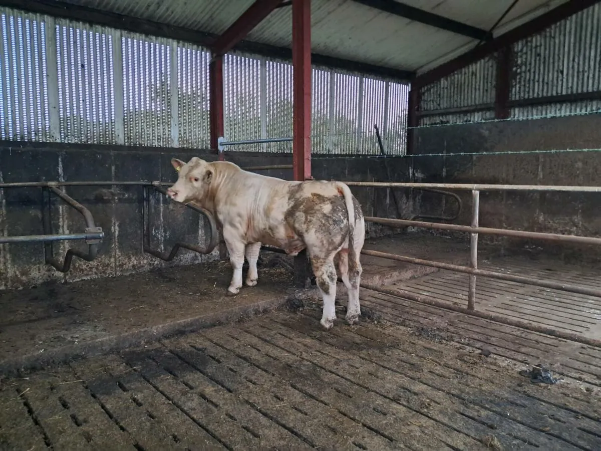 Selection of pedigree Charolais bulls for sale - Image 4