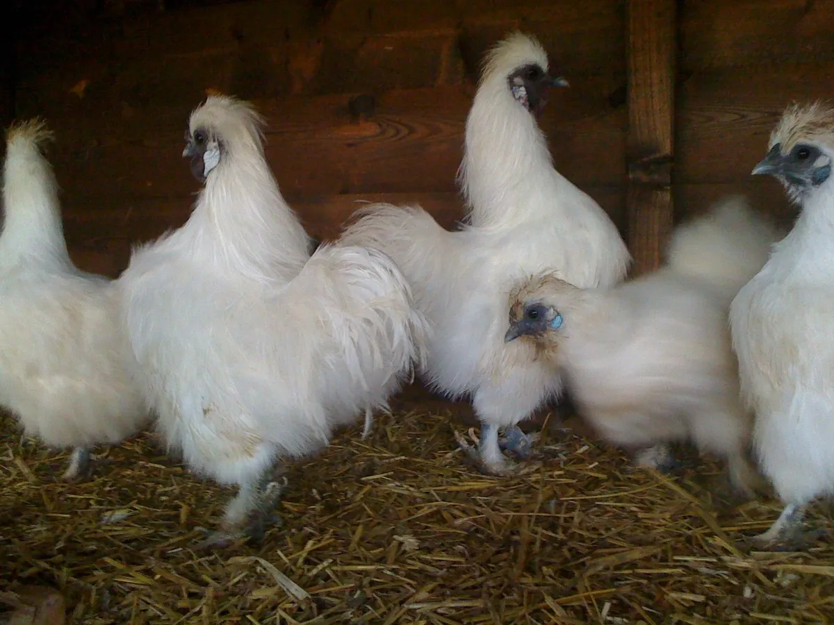 FREE Collection– Pure Breed Roosters & Hens - Image 1