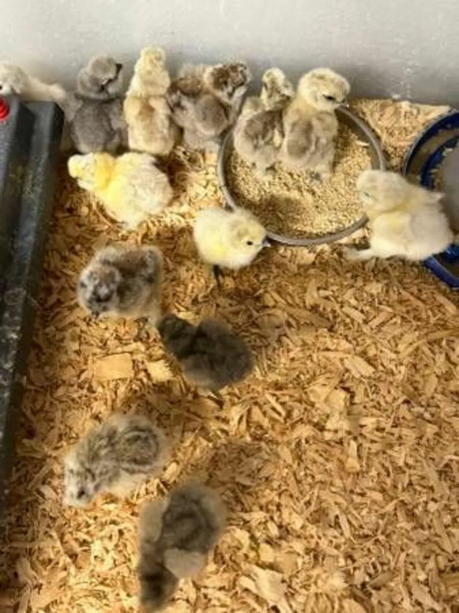 FREE Collection– Pure Breed Roosters & Hens - Image 2